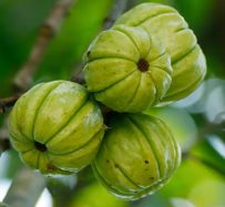Garcinia Cambogia